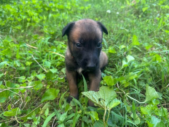 Belgian Malinois Puppies media 3