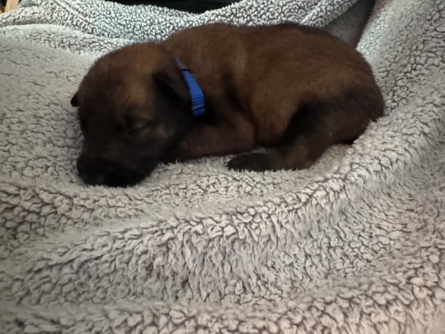 Belgian Malinois Puppies media 7