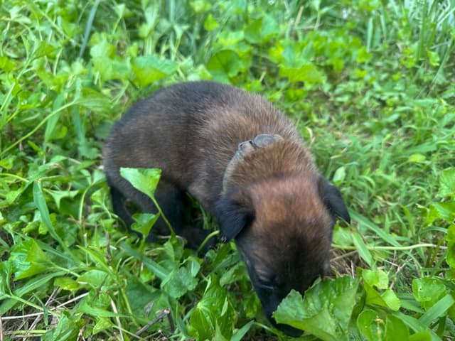 Belgian Malinois Puppies media 4