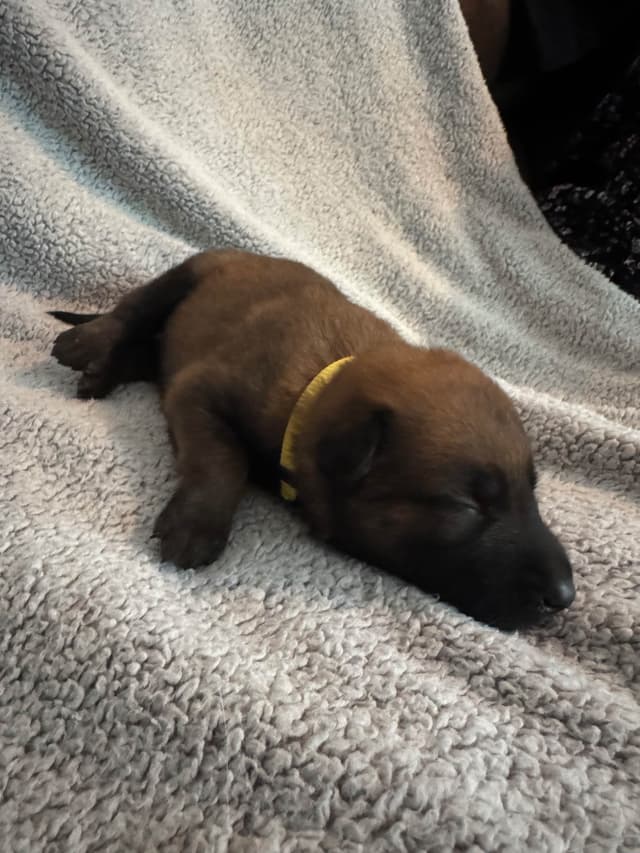 Belgian Malinois Puppies media 5