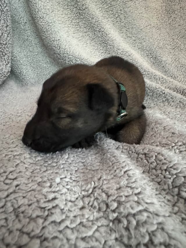 Belgian Malinois Puppies media 6