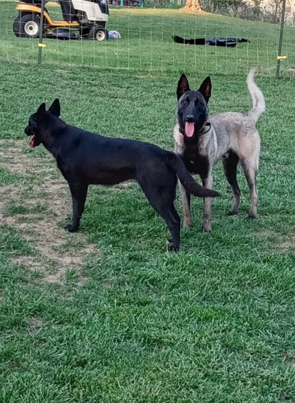 Belgian Malinois Puppies breeder image 1