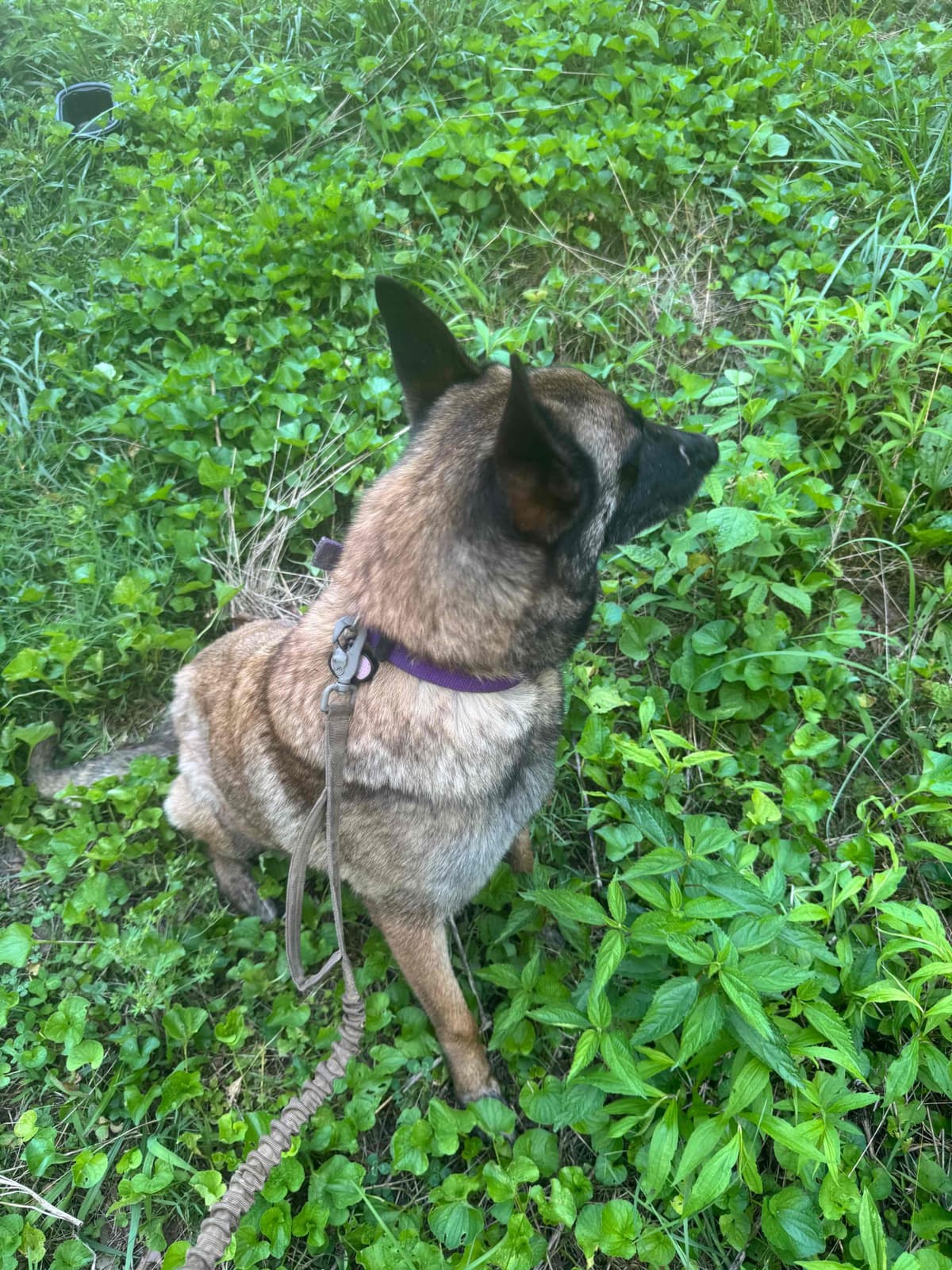 Belgian Malinois Puppies breeder image 4
