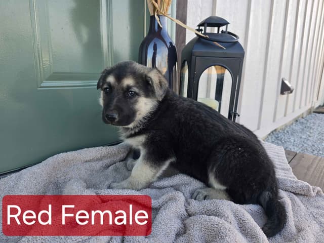 German Shepherd Dog media 4