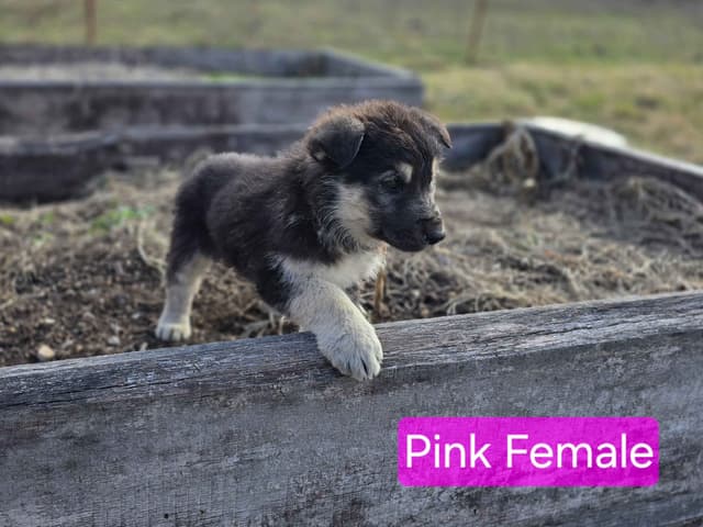 German Shepherd Dog media 7