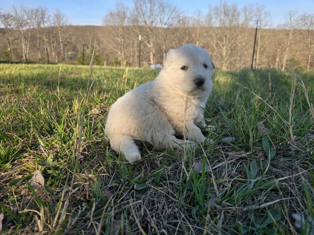 White and Black and Silver German Shepherd Puppies media 2