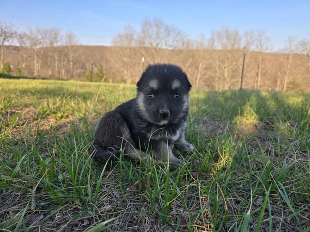 White and Black and Silver German Shepherd Puppies media 3