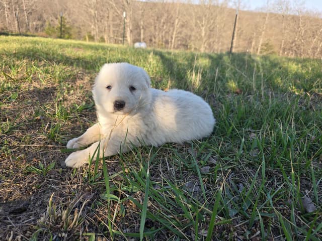 White and Black and Silver German Shepherd Puppies media 4