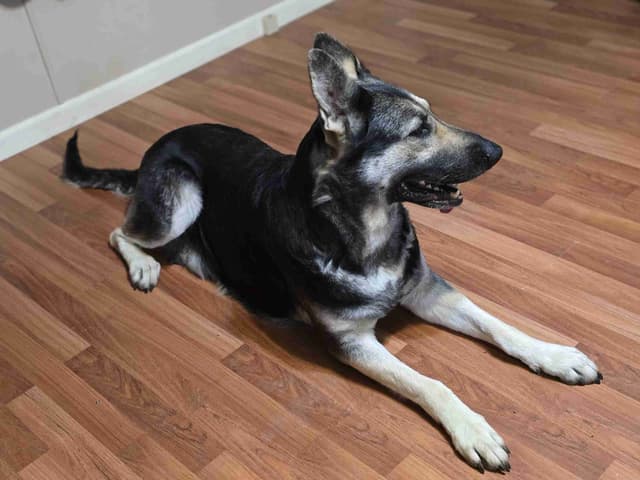 German Shepherd Dog media 3