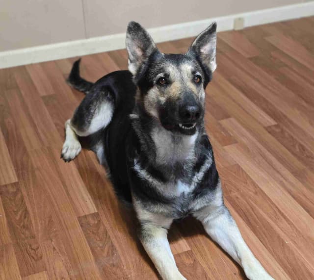 German Shepherd Dog media 2