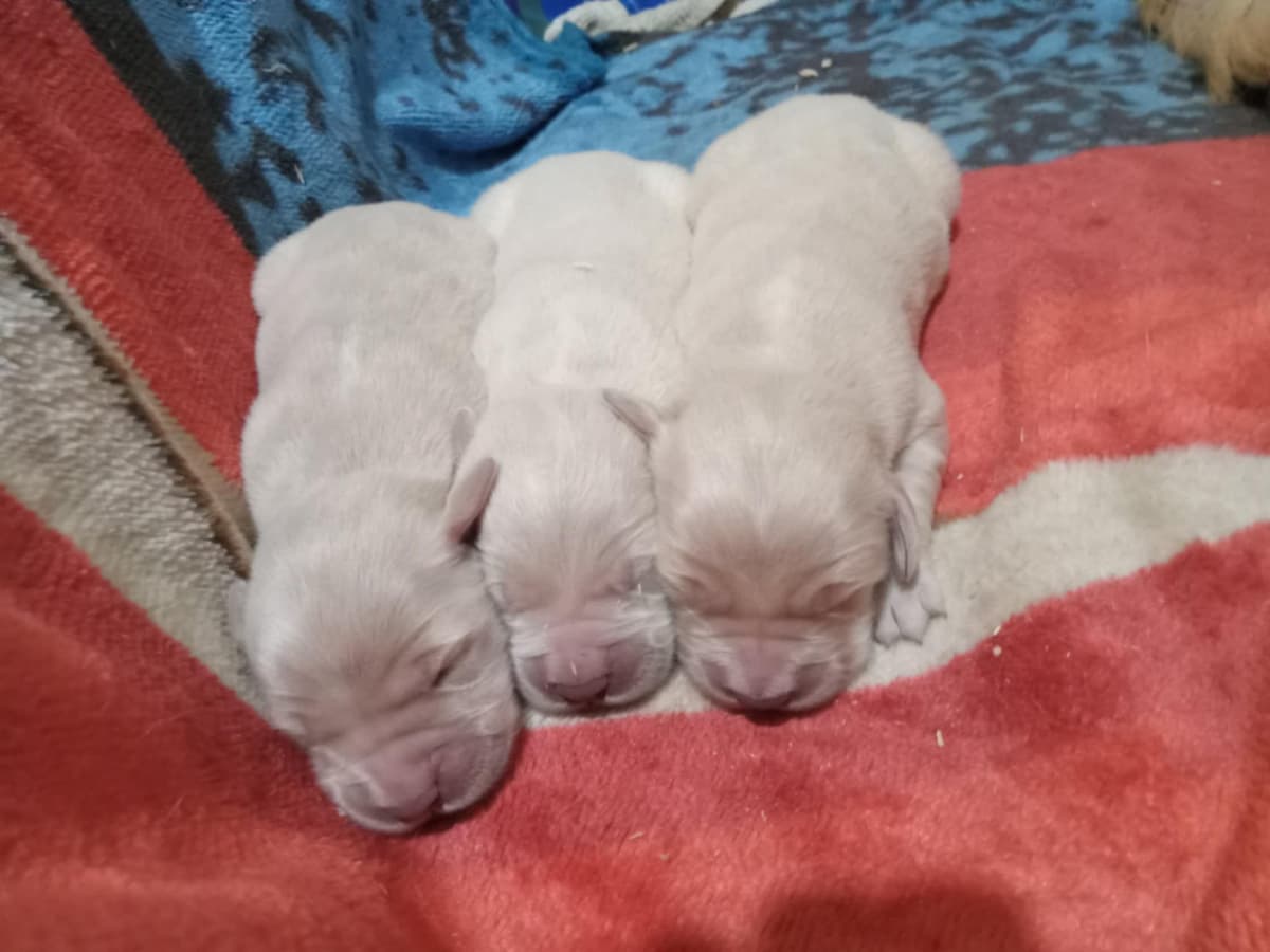 Golden Retriever Puppies breeder image 7