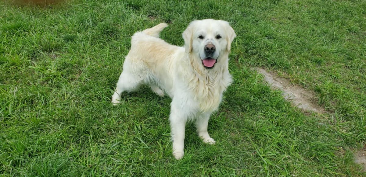 Golden Retriever Puppies breeder image 9