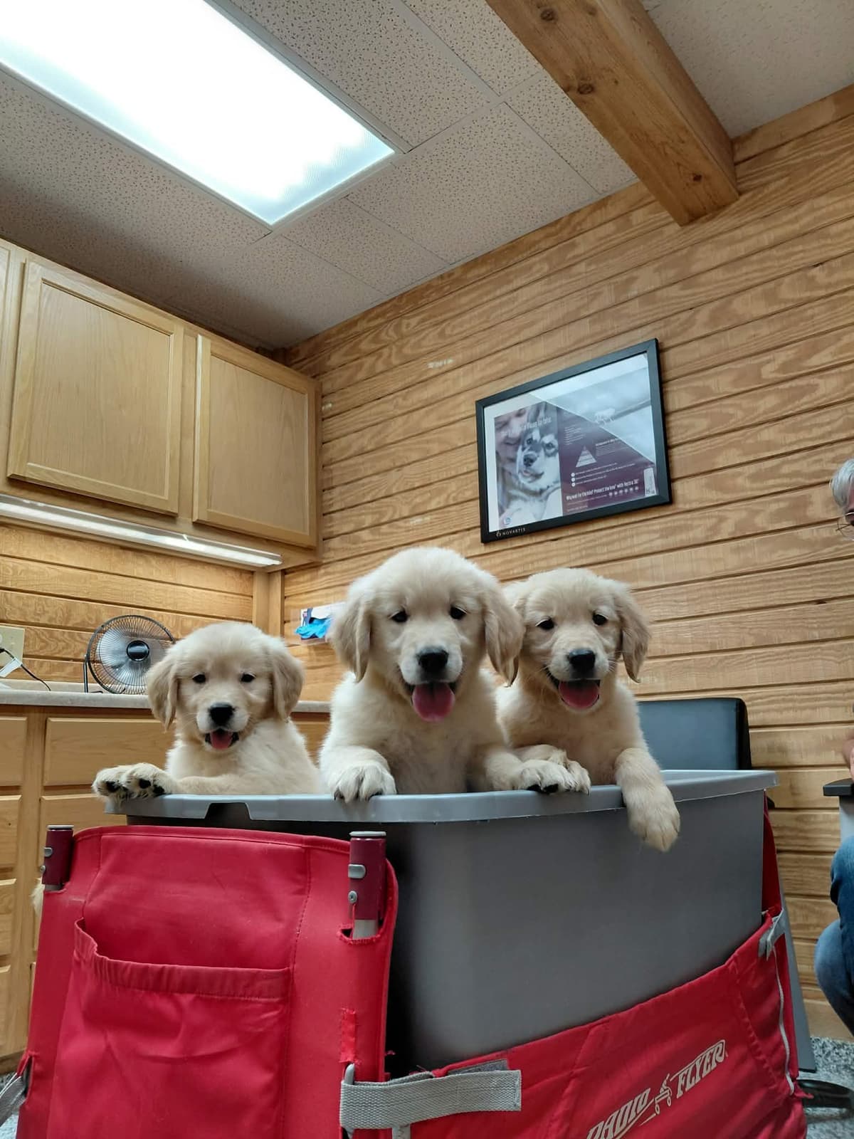 Golden Retriever Puppies breeder image 11