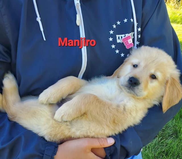 Golden Retriever Puppies media 6