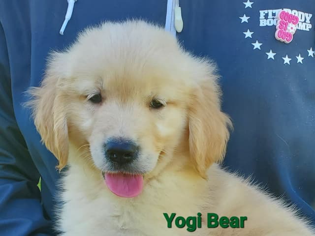 Golden Retriever Puppies media 4