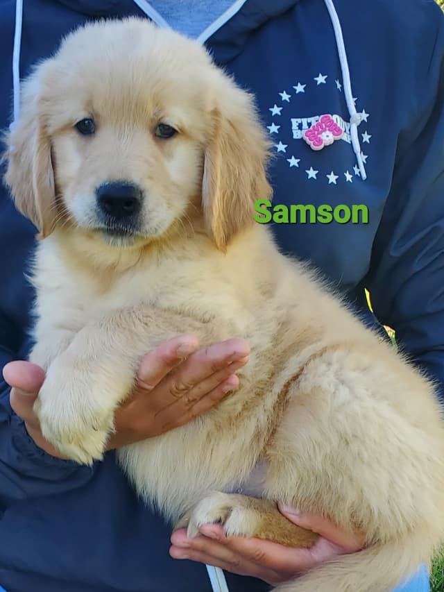 Golden Retriever Puppies media 3