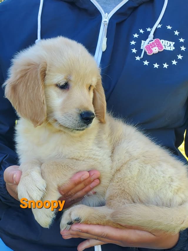 Golden Retriever Puppies media 5