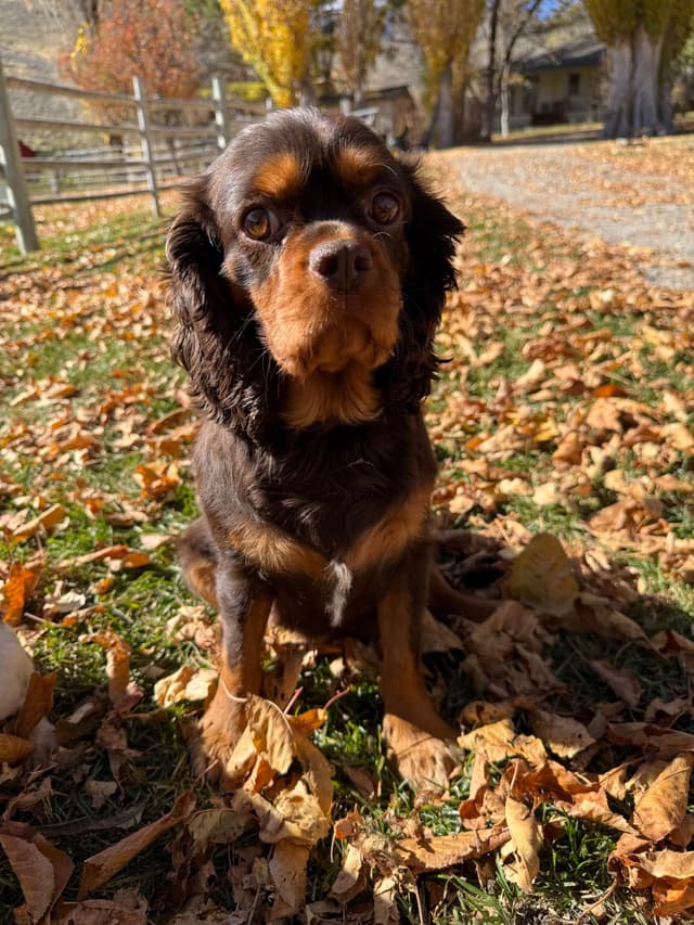 Cavalier King Charles Spaniel Puppies media 2