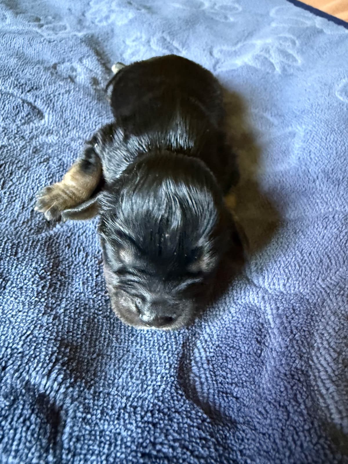Cavalier King Charles Spaniel Puppies breeder image 1