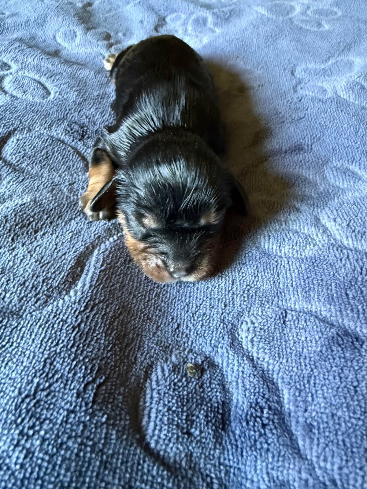 Cavalier King Charles Spaniel Puppies breeder image 2