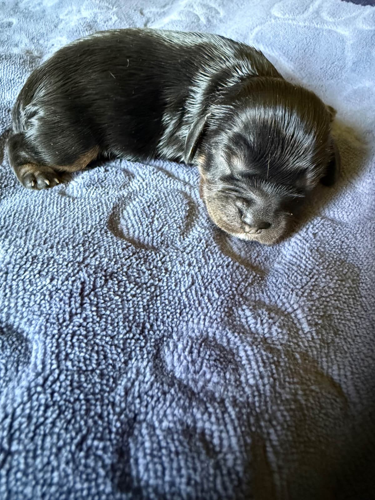 Cavalier King Charles Spaniel Puppies breeder image 3