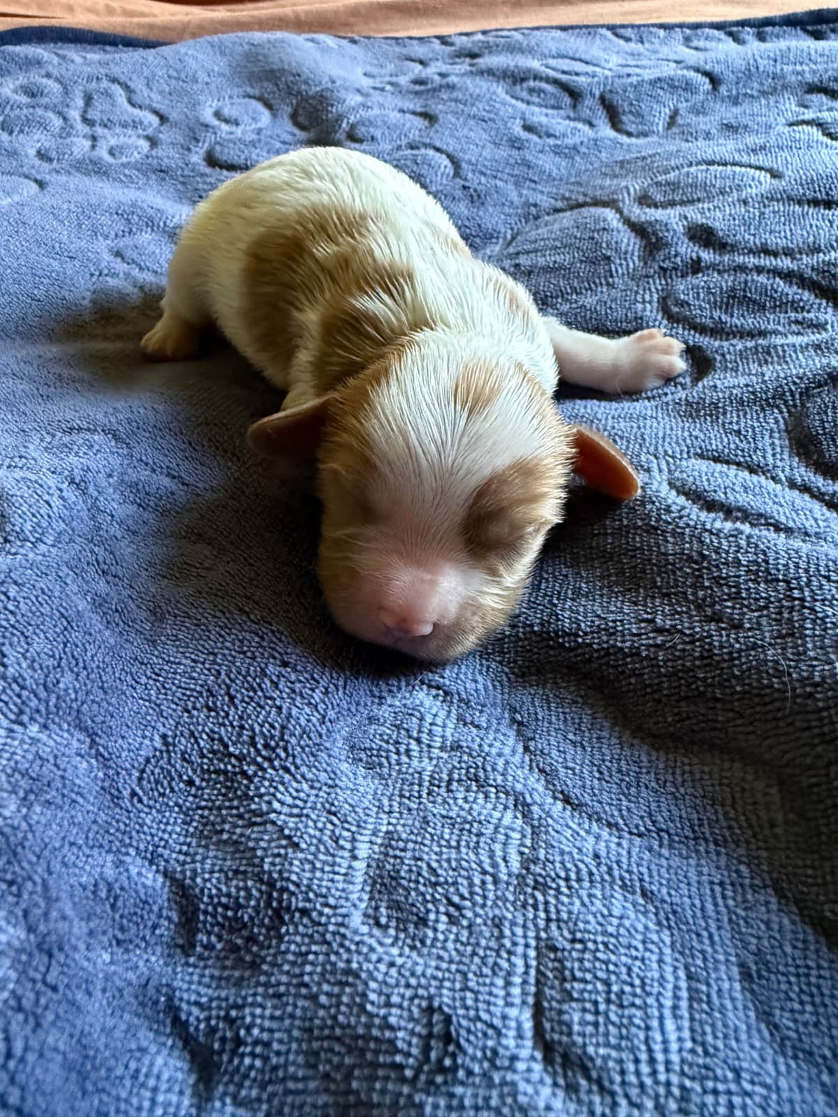 Cavalier King Charles Spaniel Puppies breeder image 5