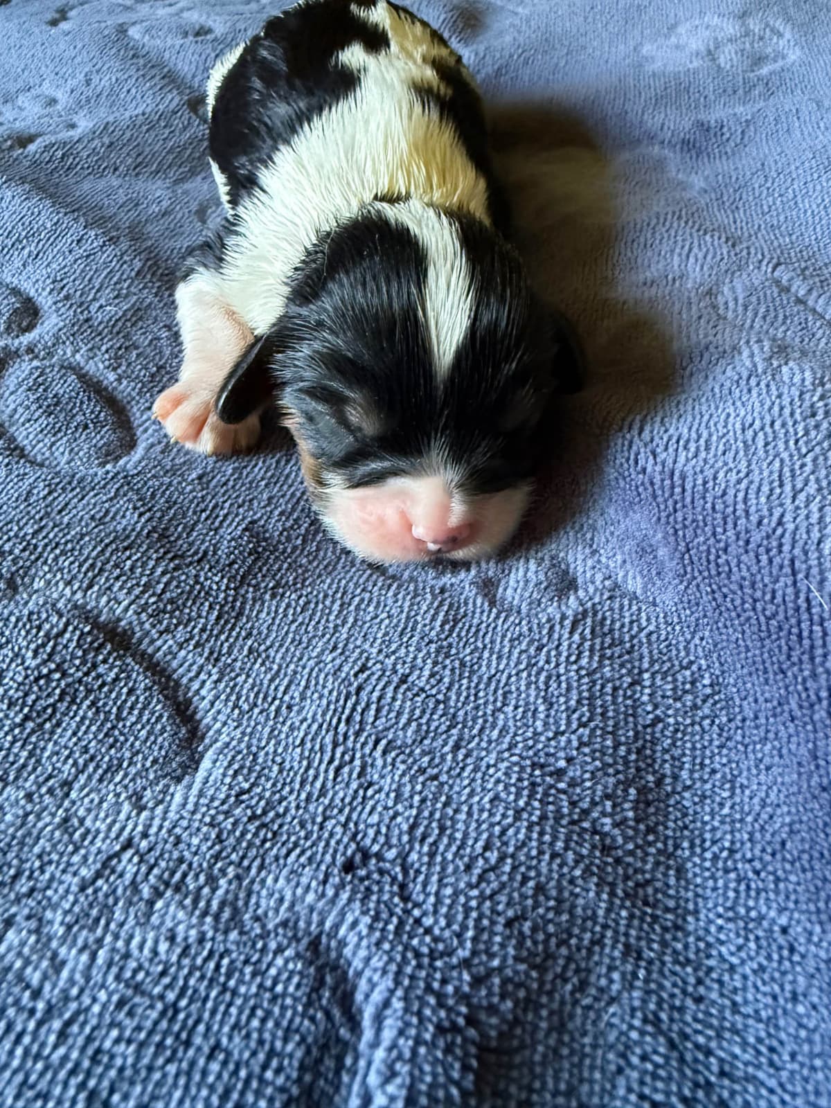 Cavalier King Charles Spaniel Puppies breeder image 4
