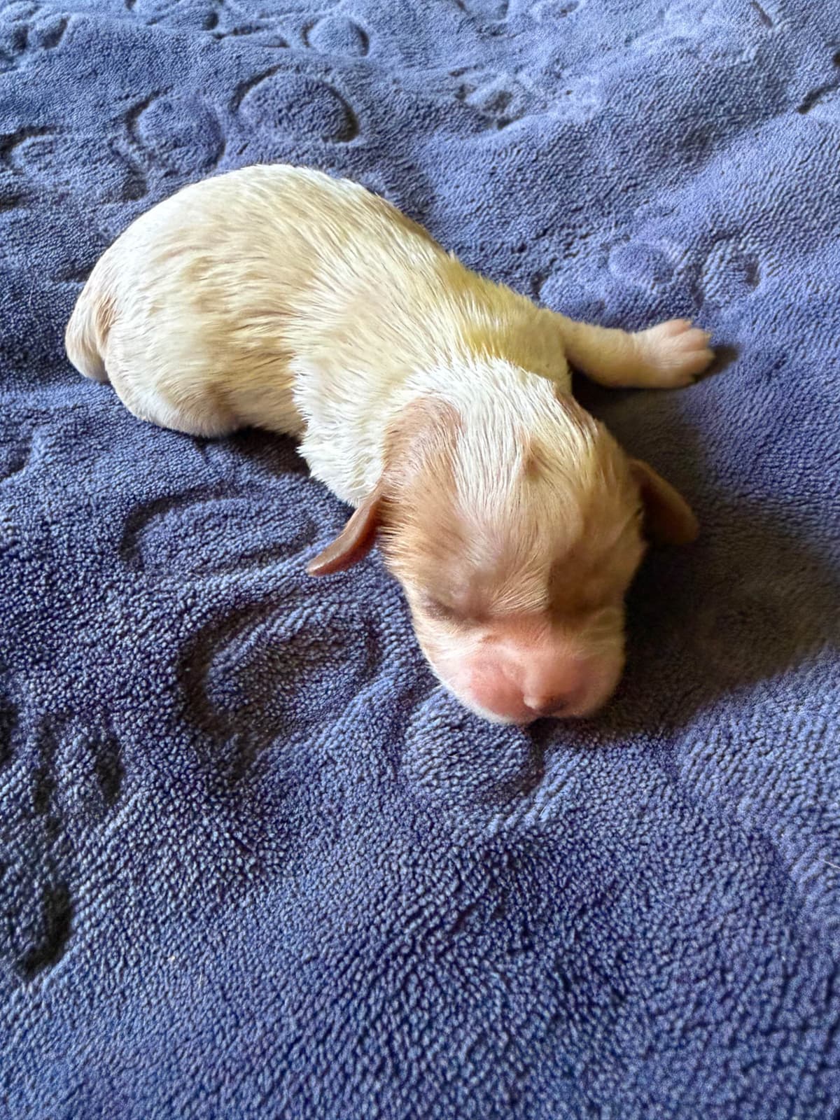 Cavalier King Charles Spaniel Puppies breeder image 6