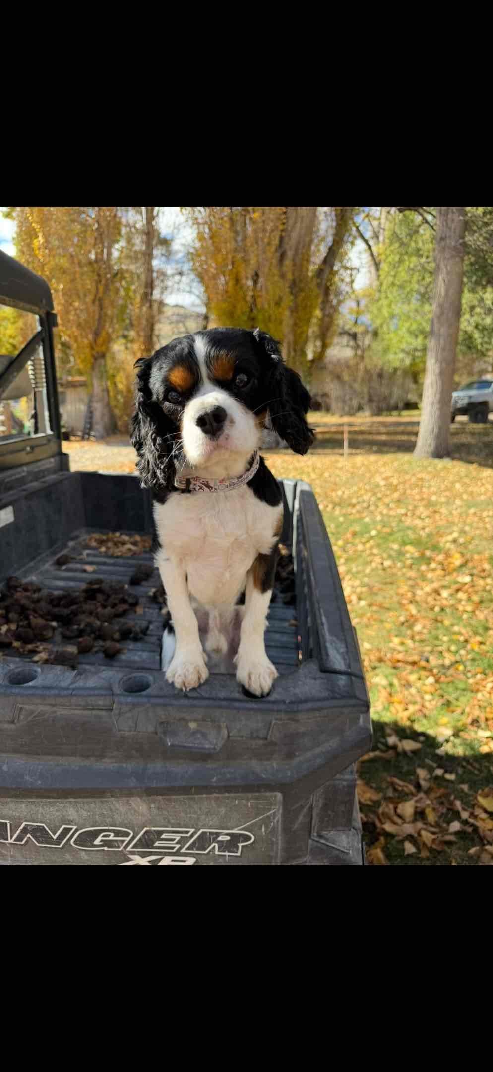 Cavalier King Charles Spaniel Puppies breeder image 7