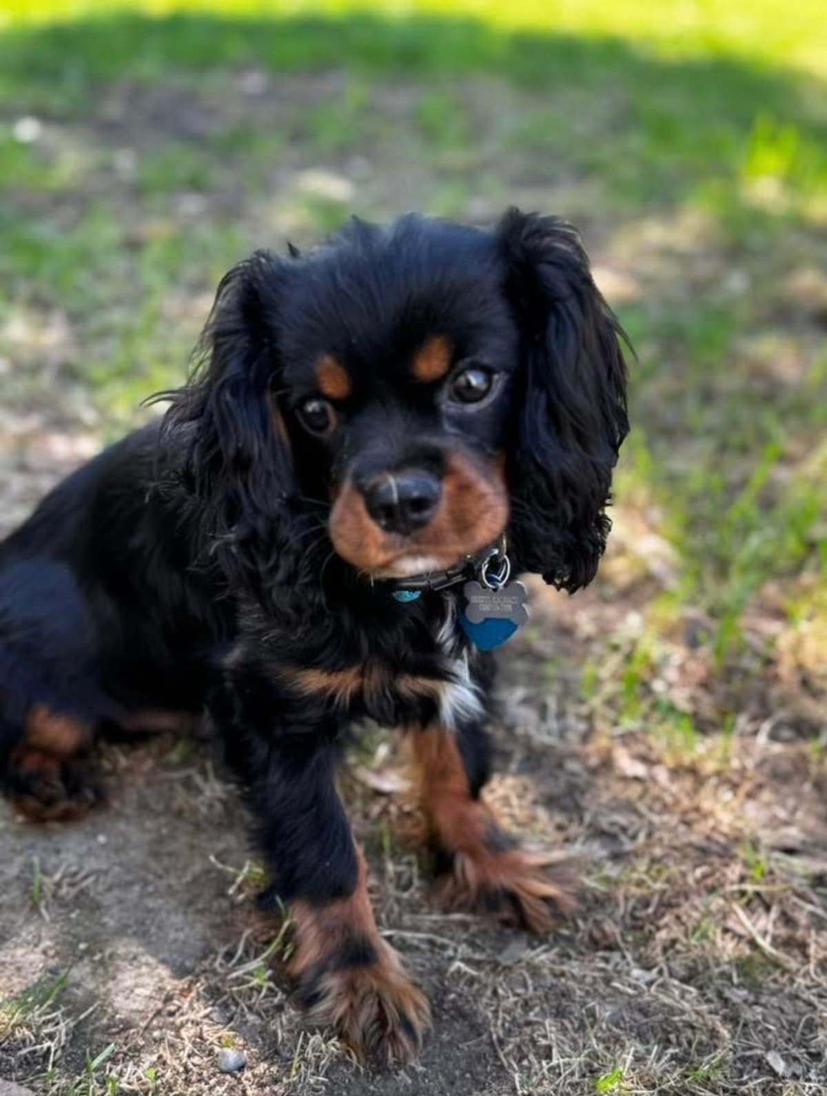 Cavalier King Charles Spaniel Puppies breeder image 8