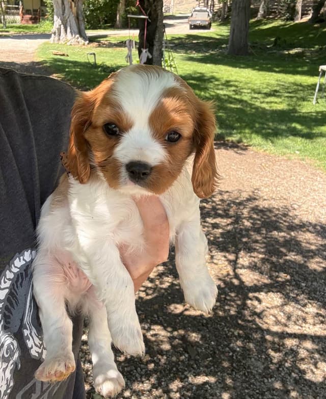 Cavalier King Charles Spaniel Puppies media 5