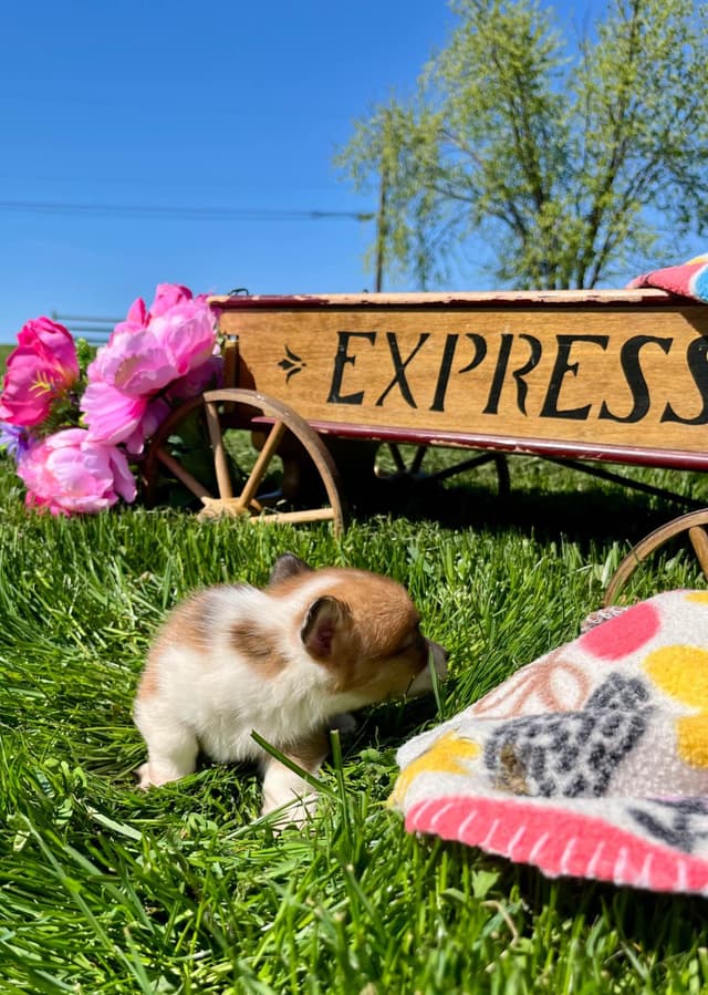 Just Listed🐾❤️Pembroke Welsh Corgi Pups❤️🐾Text or Call 717-201-1556 media 2