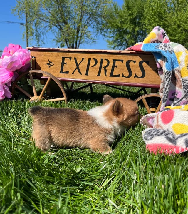 Just Listed🐾❤️Pembroke Welsh Corgi Pups❤️🐾Text or Call 717-201-1556 media 3