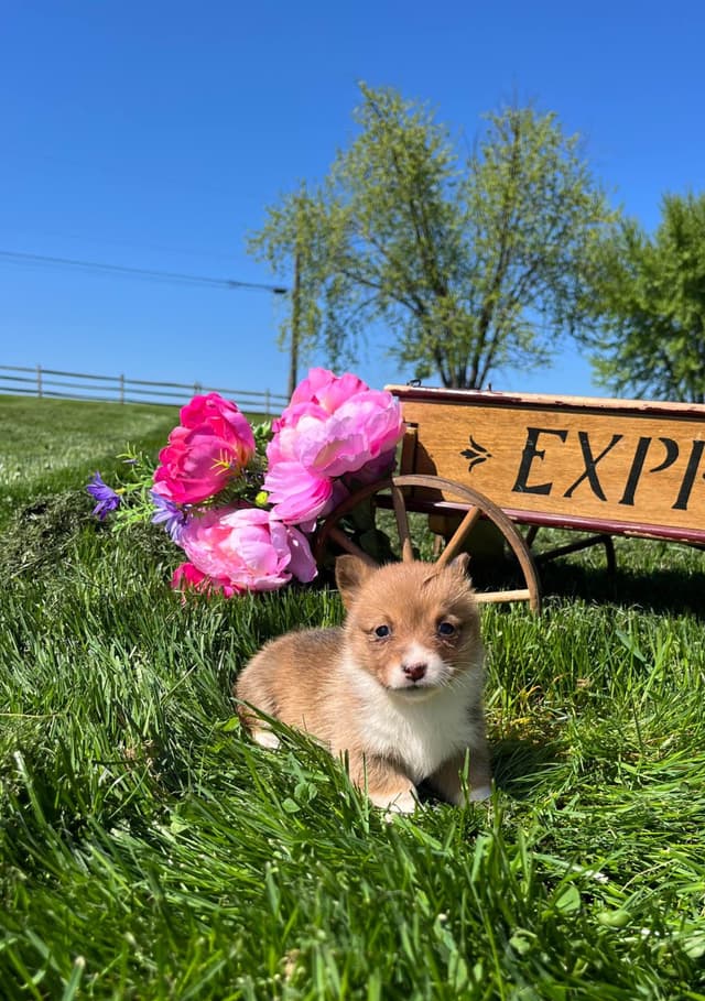 Just Listed🐾❤️Pembroke Welsh Corgi Pups❤️🐾Text or Call 717-201-1556 media 4