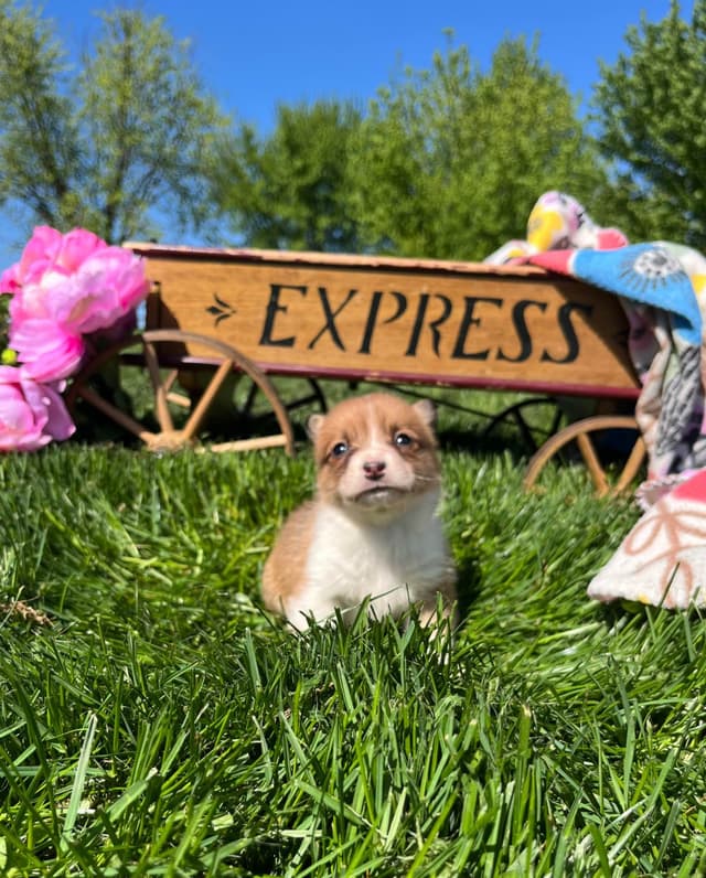 Just Listed🐾❤️Pembroke Welsh Corgi Pups❤️🐾Text or Call 717-201-1556 media 5