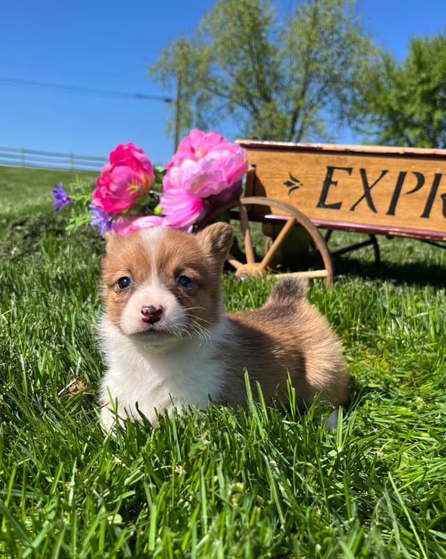 Just Listed🐾❤️Pembroke Welsh Corgi Pups❤️🐾Text or Call 717-201-1556 media 6