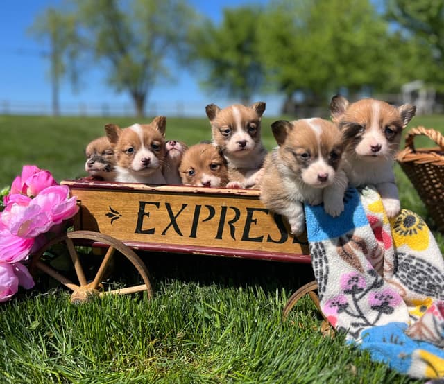 Just Listed🐾❤️Pembroke Welsh Corgi Pups❤️🐾Text or Call 717-201-1556 media 7