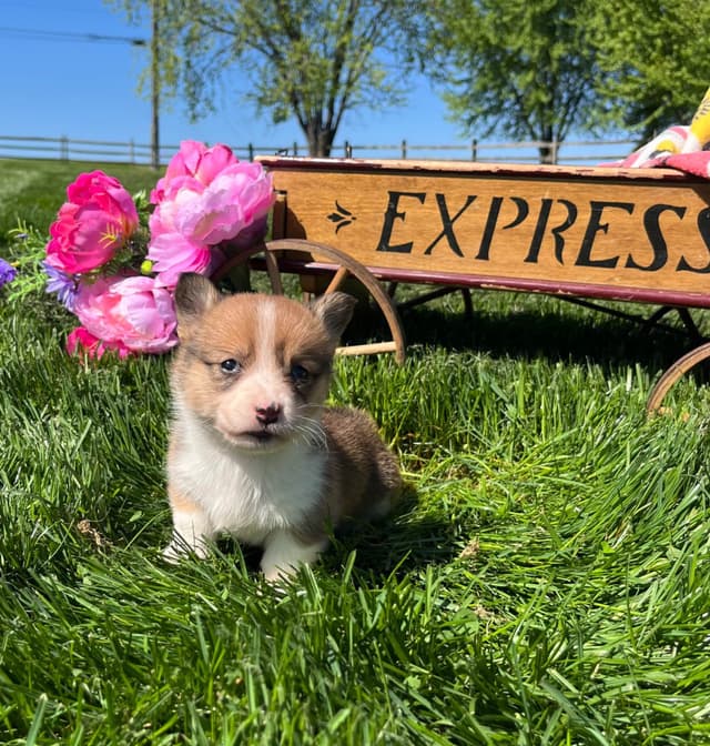 Just Listed🐾❤️Pembroke Welsh Corgi Pups❤️🐾Text or Call 717-201-1556 media 8