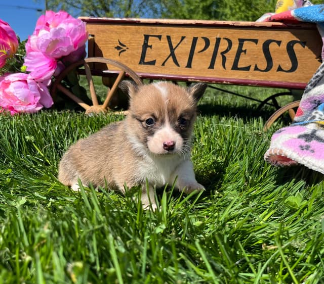 Just Listed🐾❤️Pembroke Welsh Corgi Pups❤️🐾Text or Call 717-201-1556 media 9
