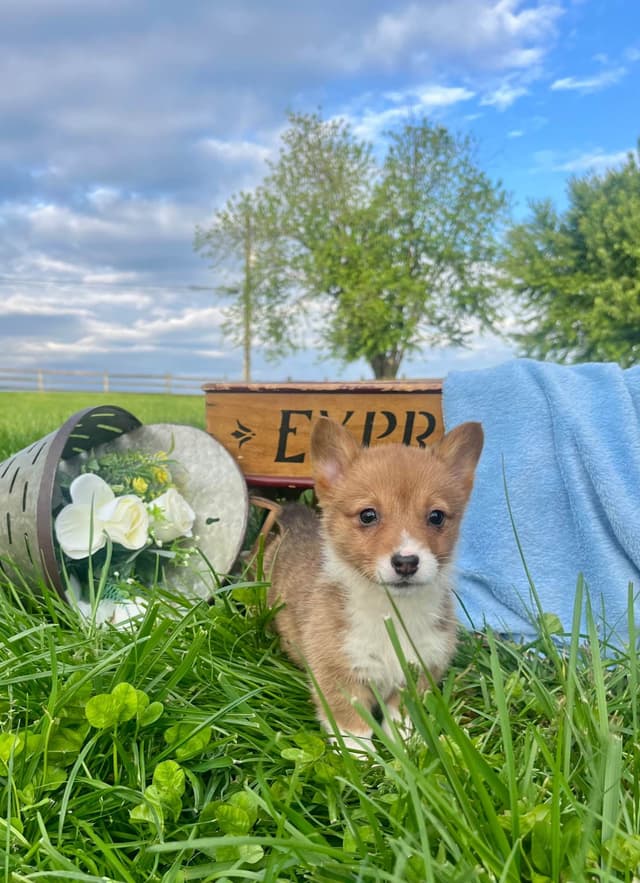 Just Listed🐾❤️Pembroke Welsh Corgi Pups❤️🐾Text or Call 717-201-1556 media 10