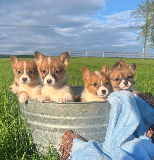 Just Listed🐾❤️Pembroke Welsh Corgi Pups❤️🐾Text or Call 717-201-1556 media 11