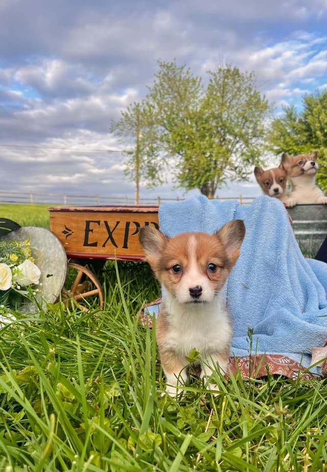 Just Listed🐾❤️Pembroke Welsh Corgi Pups❤️🐾Text or Call 717-201-1556 media 12