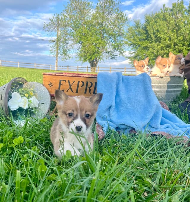 Just Listed🐾❤️Pembroke Welsh Corgi Pups❤️🐾Text or Call 717-201-1556 media 13