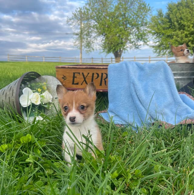 Just Listed🐾❤️Pembroke Welsh Corgi Pups❤️🐾Text or Call 717-201-1556 media 14