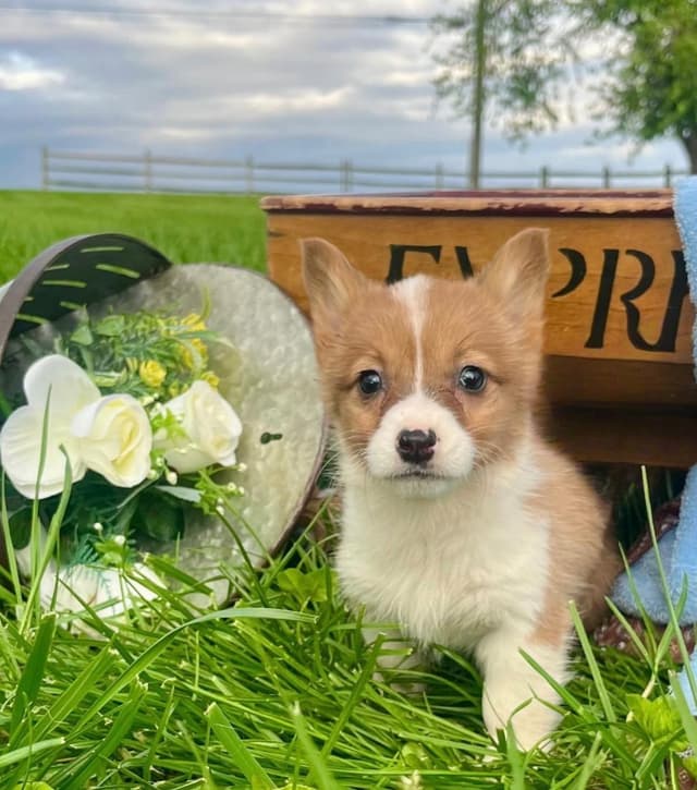Just Listed🐾❤️Pembroke Welsh Corgi Pups❤️🐾Text or Call 717-201-1556 media 15