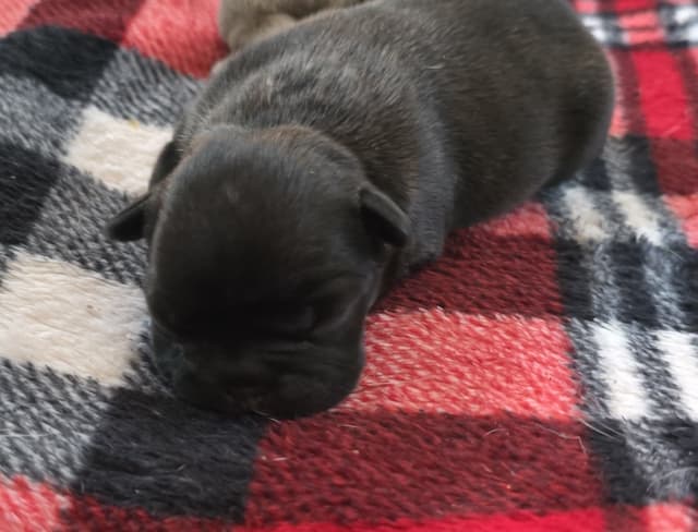 House of Xavier French Bulldog Puppies media 2
