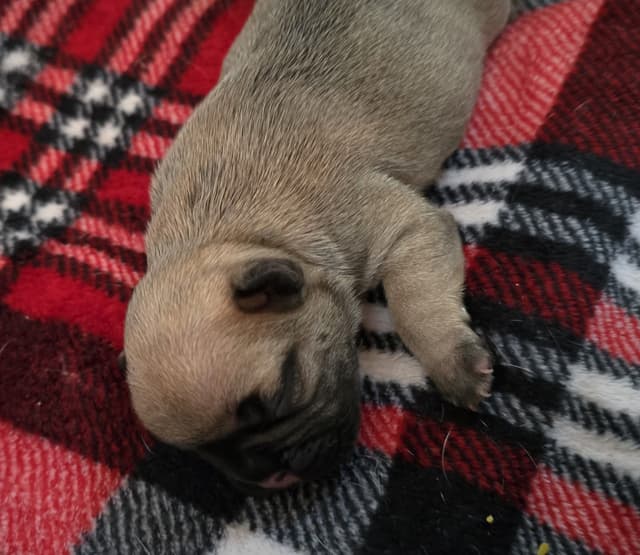 House of Xavier French Bulldog Puppies media 3