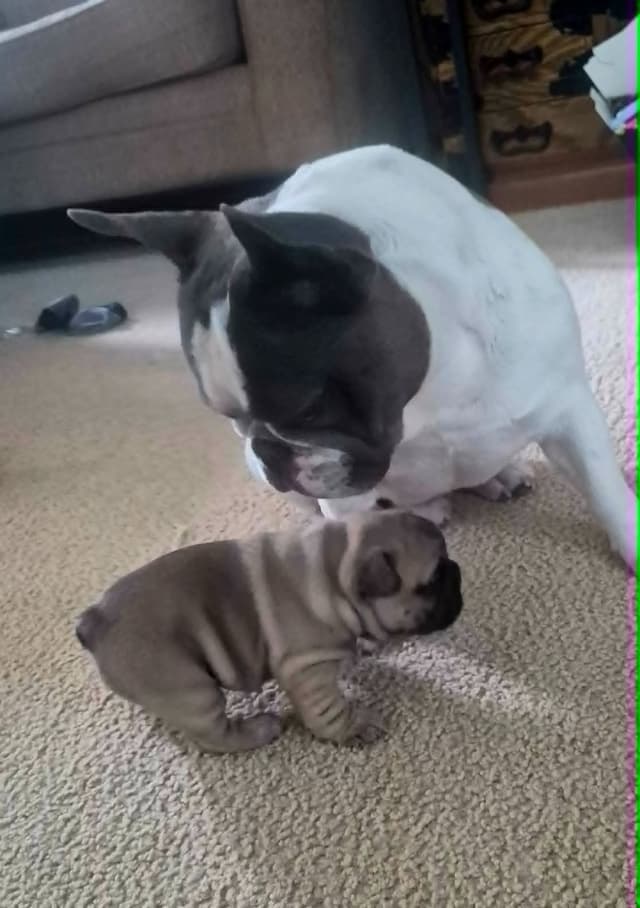 House of Xavier French Bulldog Puppies media 4