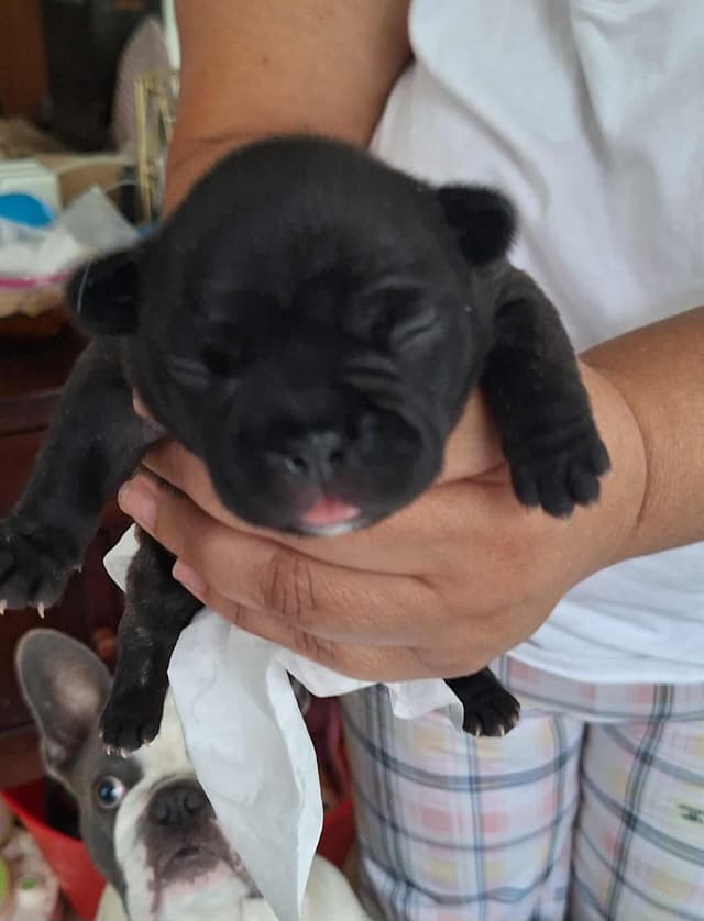 House of Xavier French Bulldog Puppies media 5