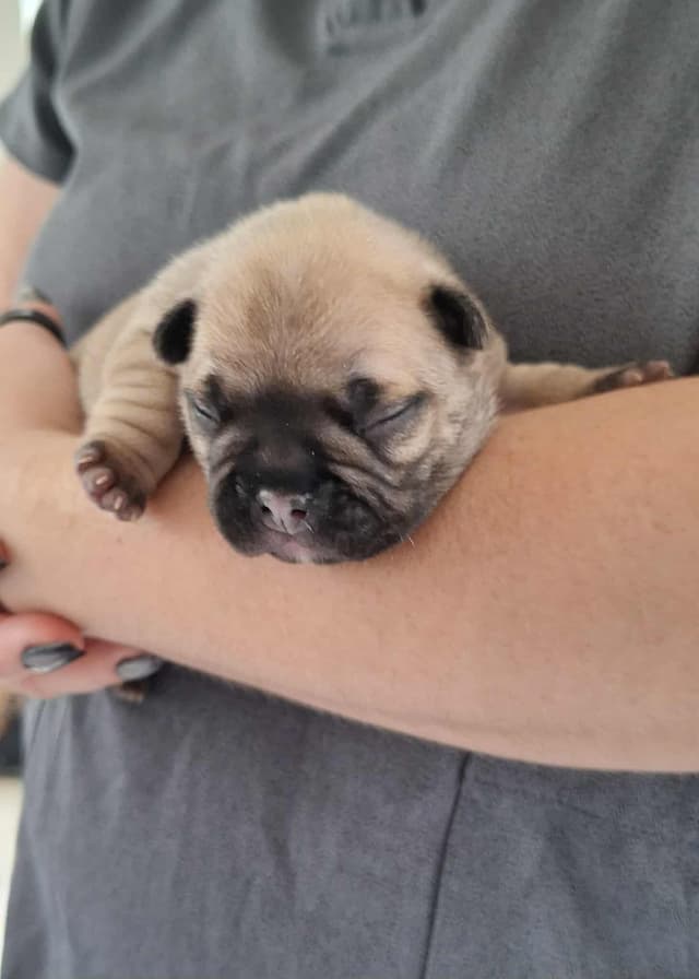 House of Xavier French Bulldog Puppies media 6